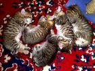 Котята от кошки Американский кёрл объявление продам