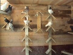Продаю голубей Крестовые Монахи и Китайские чайки