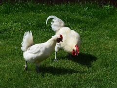 Инкубационное яйцо и цыплята Бресс Гальская