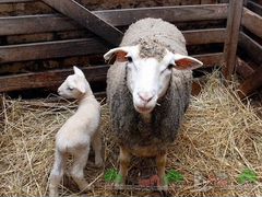 Овцы на породу