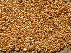 Зерно пшеница,рожь,ячмень