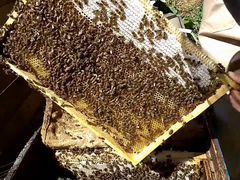 Продам отводки среднерусской пчелы