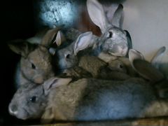 Кролики,крольчата