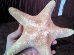Морские звезды и большая раковина