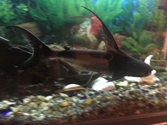 Рыба акулий сом (пангасиус)