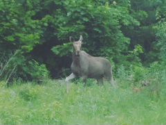 Набережные моркваши верхнеуслонский район карта