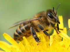 Пчелы среднерусские