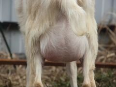 Альпийско-зааненская коза