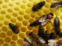 Пчелопакеты пчеломатки 2020