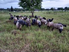 Овцы романовские, овцематки 3 года (огуляны)