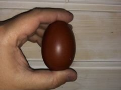 Маран - куры с «шоколадным» яйцом