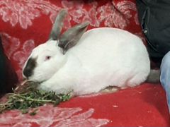 Кролики. колифорния.рождены 28.12.19