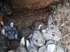 Продам кроликов в старорусском районе