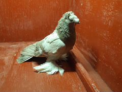Узбекские двухчубые голуби