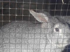 Кролики породы серый великан+фландр
