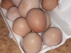 Продаю яйцо куриное для инкубации