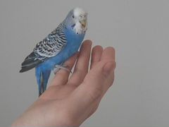 Ручной попугайчик