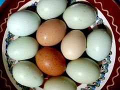 Инкубационное яйцо Амерауканов