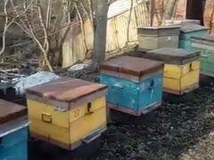 Пчелосемьи, вместе с ульем