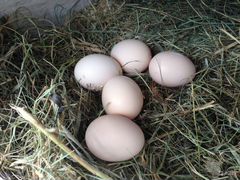 Инкубационные яйца уток, индюков