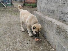 Собака армянский гампор волкодав