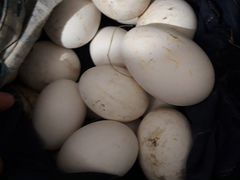 Яйца гусинные