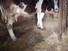 Корова с телкой