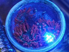 Кораллы морской аквариум