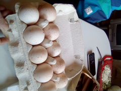 Инкубационные индюшатьи яйца