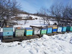 Пчелы зимовалые порода "карника"