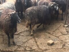 Овцы с ягнятами на продажу