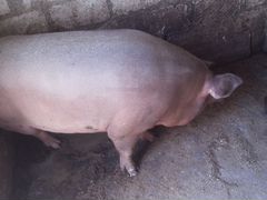Свиньи живым весом продам