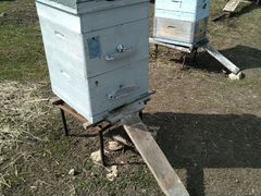 Пчелы с ульем