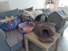 Лежанки для кошек и маленьких пород собак