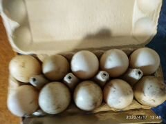 Яйцо индоутки инкубационное