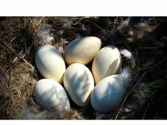 Инкубационое гусиное яйцо. Помесь породы Линда и к