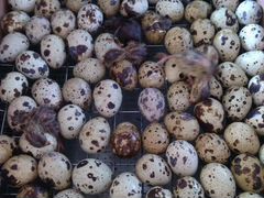 Инкубационные яйца перепелов