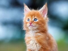 Рыжий котенок
