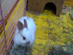 Продаем кролика карликового 1,5 месяца