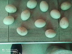 Яйца Индоуток для инкубатора