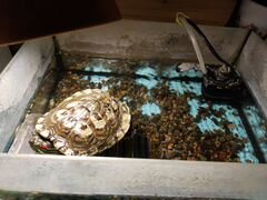 Черепаха,фильтр,аквариум