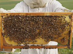 Пчелосемьи. рабочая семья с домиком