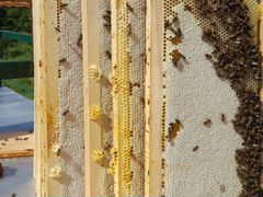 Пчелопакеты, пчелы