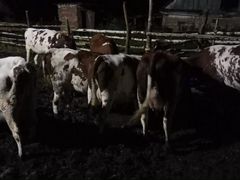 Продажа племенных Айширских коров