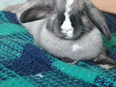 Кролик карликовый баран с красивыми голубыми глаза