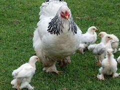 Цыплята кур породы Брама и Леггорн