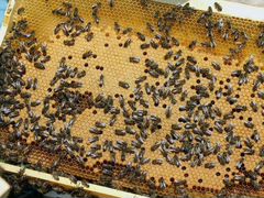 Продам пчелиные семьи на 11 рамках