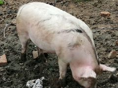 Свиньи домашние на мясо