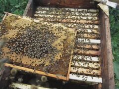Пчелосемьи и пакеты, матки плодные