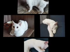 Белый кот в добрые руки